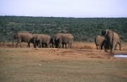 Afrikanische Elefanten Herde trinkt Wasser (00016114)