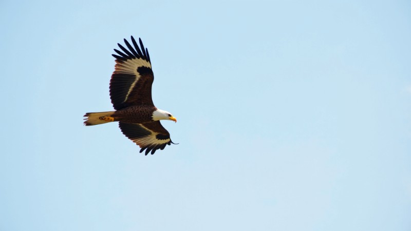 5 Vertical Tips for Captivating Bird Photography, Concept art for illustrative purpose, tags: die - Monok
