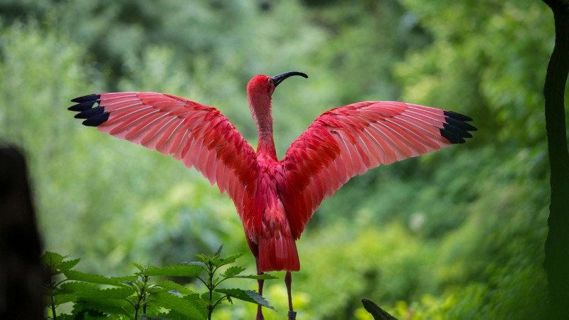 Stunning scarlet ibis displaying wings in lush outdoor setting in Munich, Germany., tags: nature infocus - pexel