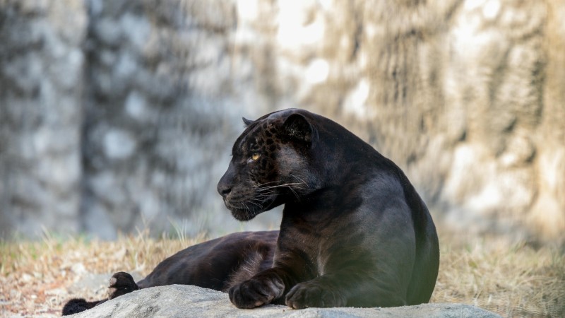Captivating image of a black panther resting on a rock in a natural setting., tags: jahrhundert im kenias schwarzer leopard - pexel