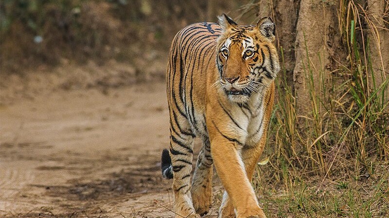 Jim Corbett National Park the oldest national park in India, famous for tigers, tags: und - CC BY-SA