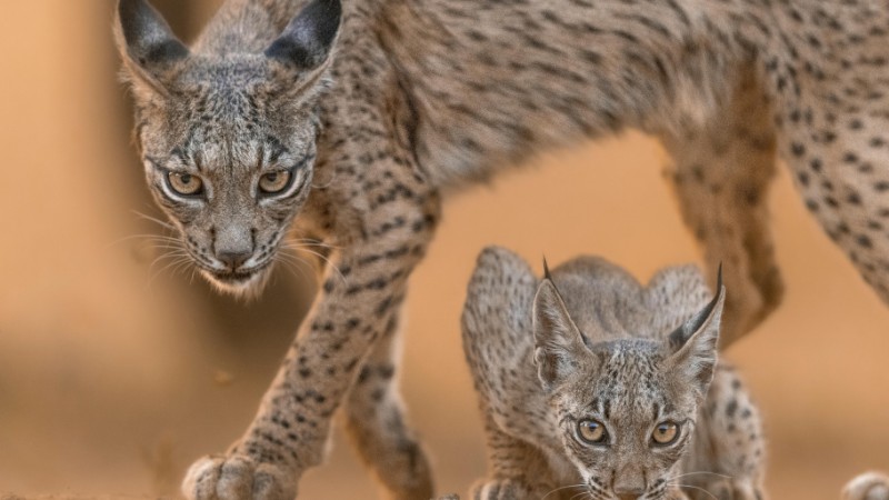 Captivating scene of an Iberian lynx and cub in their natural habitat in Spain., tags: tierfotografie - pexel