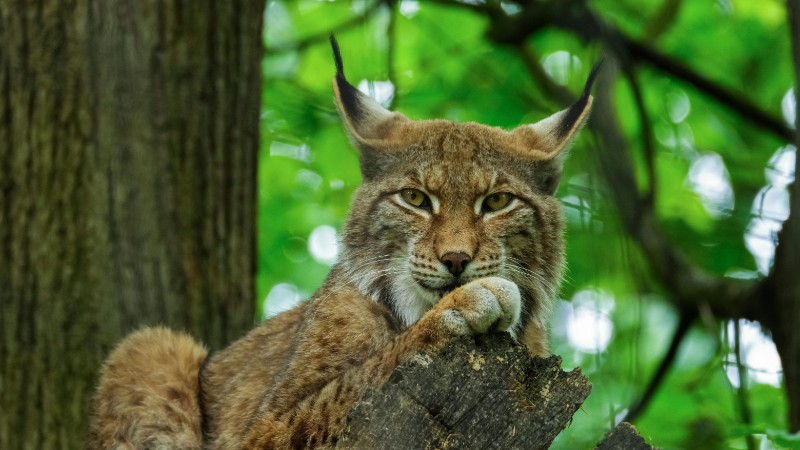 Close-up of an Eurasian Lynx resting on a tree in a lush forest setting., tags: die den artenschutz - pexel