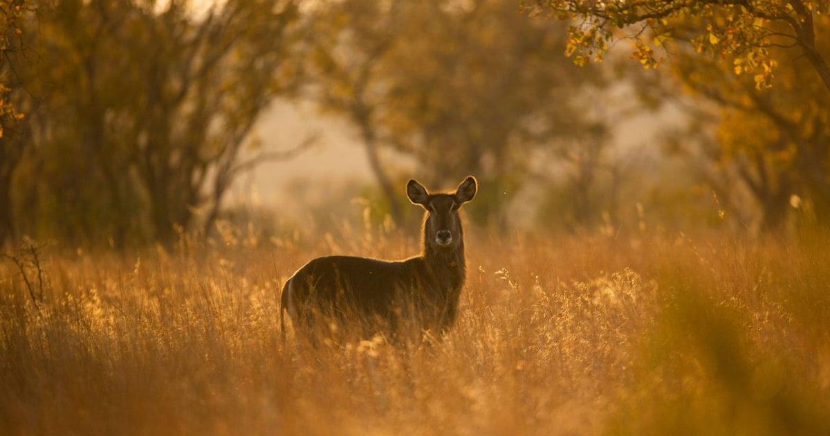 Die wilde Welt einfangen: Wildlife-Fotografie meistern